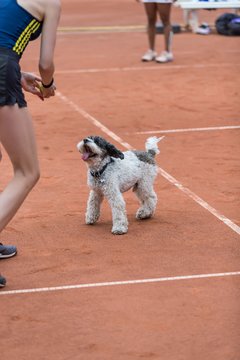 Bild 179 - BL2 THC von Horn und Hamm - Der Club an der Alster : Ergebnis: 0:9